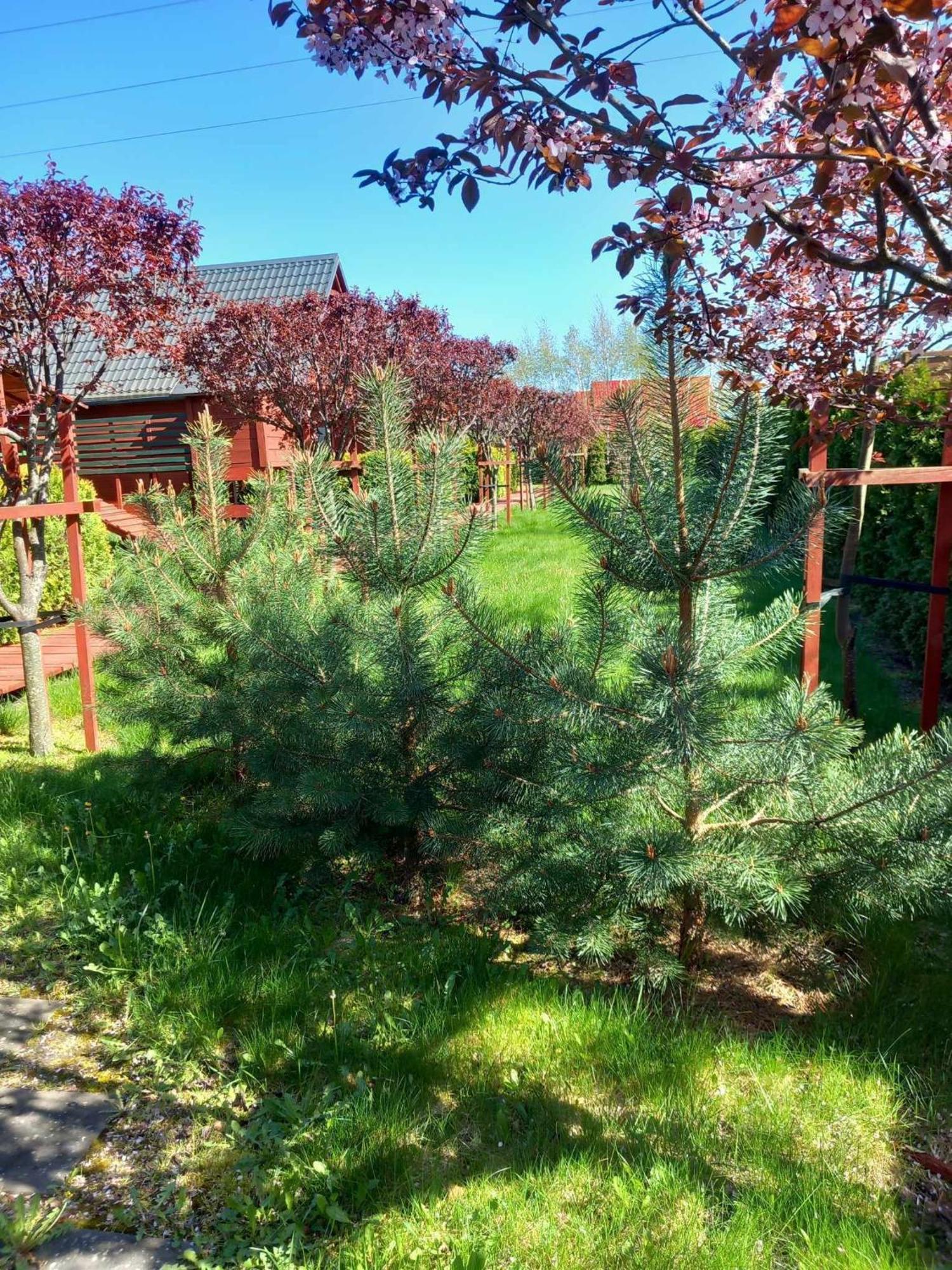 Mandarynka Ow Villa Jarosławiec Exteriör bild